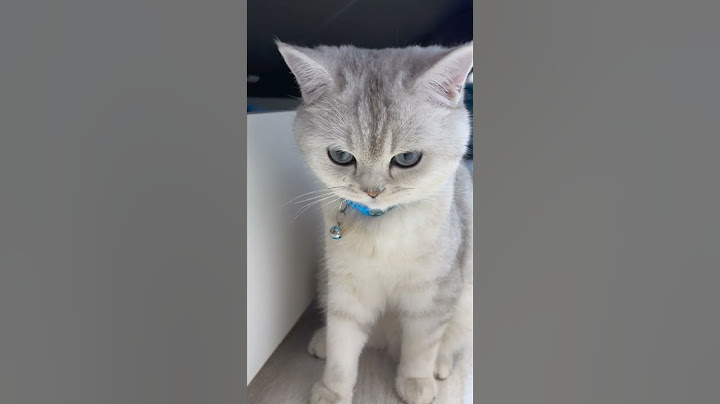 ЭТОГО Я НЕ ОЖИДАЛ #cat #funny