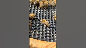 Bees beekeeping