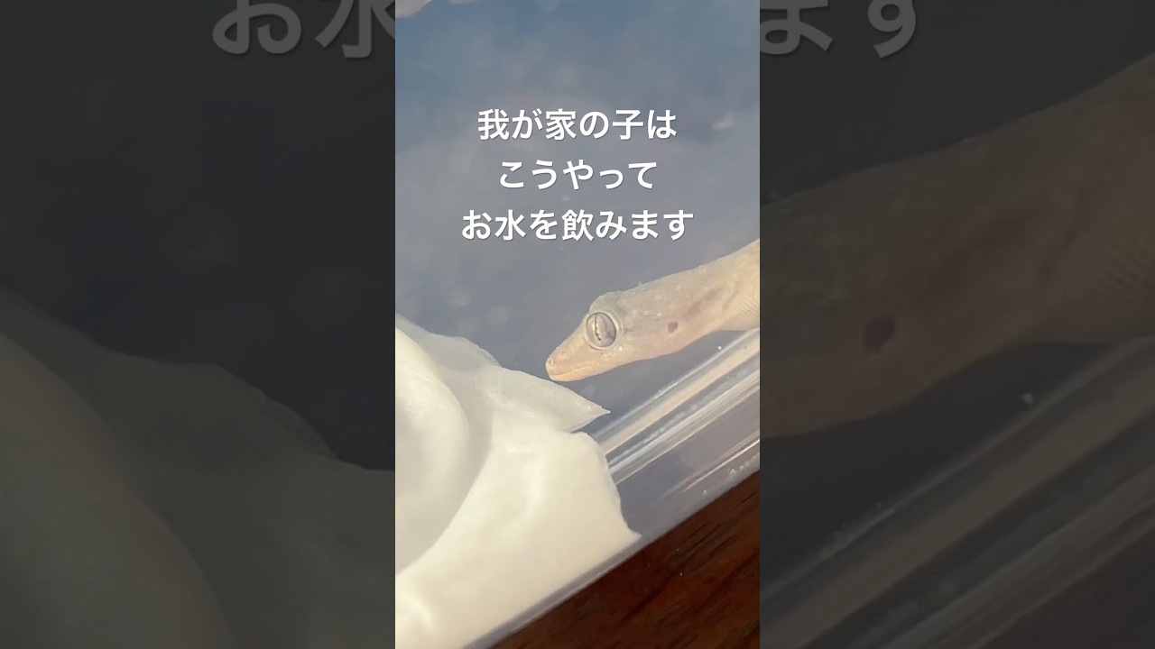 この飲み方を初めて見た #ヤモリ #飼育 #やもり #生き物