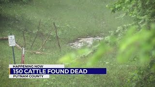150 cattle found dead in Putnam County