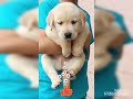 Labra dog puppy cheapest rate.. Delhi / available …video  watch now… 9891138261