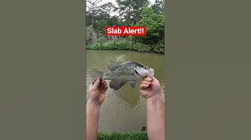 Big Post Spawn Crappie!! #crappiefishing #fishing #crappie #spawn