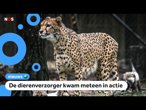 Video: Zouden cheeta's mensen aanvallen?