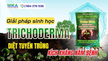 Trichoderma có tác dụng gì? - nông dân cần biết để ủ phân và đối kháng nấm bệnh hiệu quả