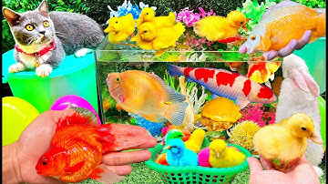 Bắt Các Con Vật Dễ Thương, Bắt Mèo Dễ Thương, Cua, Rùa, Cá Koi, Cá Chép Nhiều Màu Sắc, Cá Trê, Thỏ