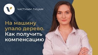 🚗На машину упало дерево. 10 шагов, чтобы получить компенсацию