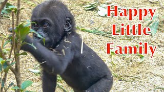 Kyoto City Zoo Gorillas - Momotaro Family 2019/10/18 ①