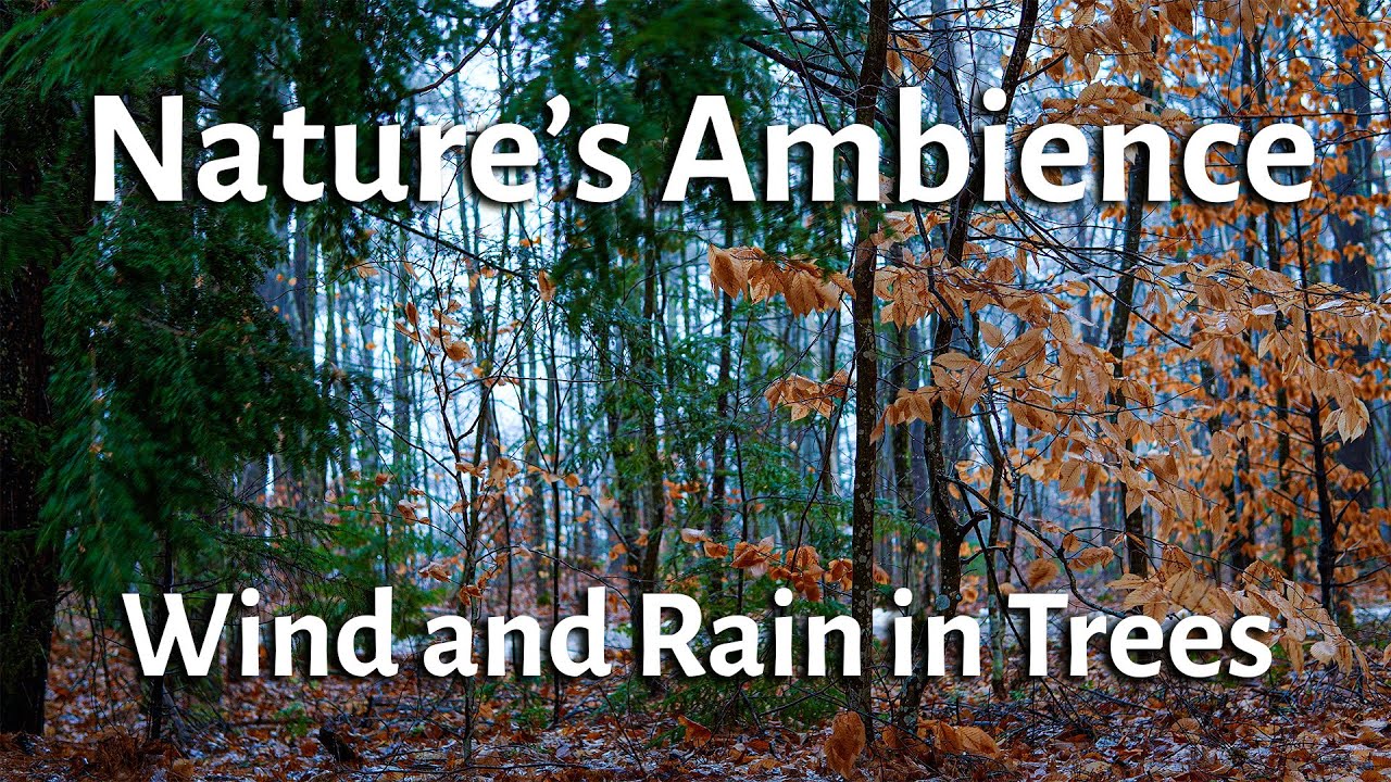 Wind and Rain in Trees - Find your inner peace by embracing the healing sounds and visuals of nature