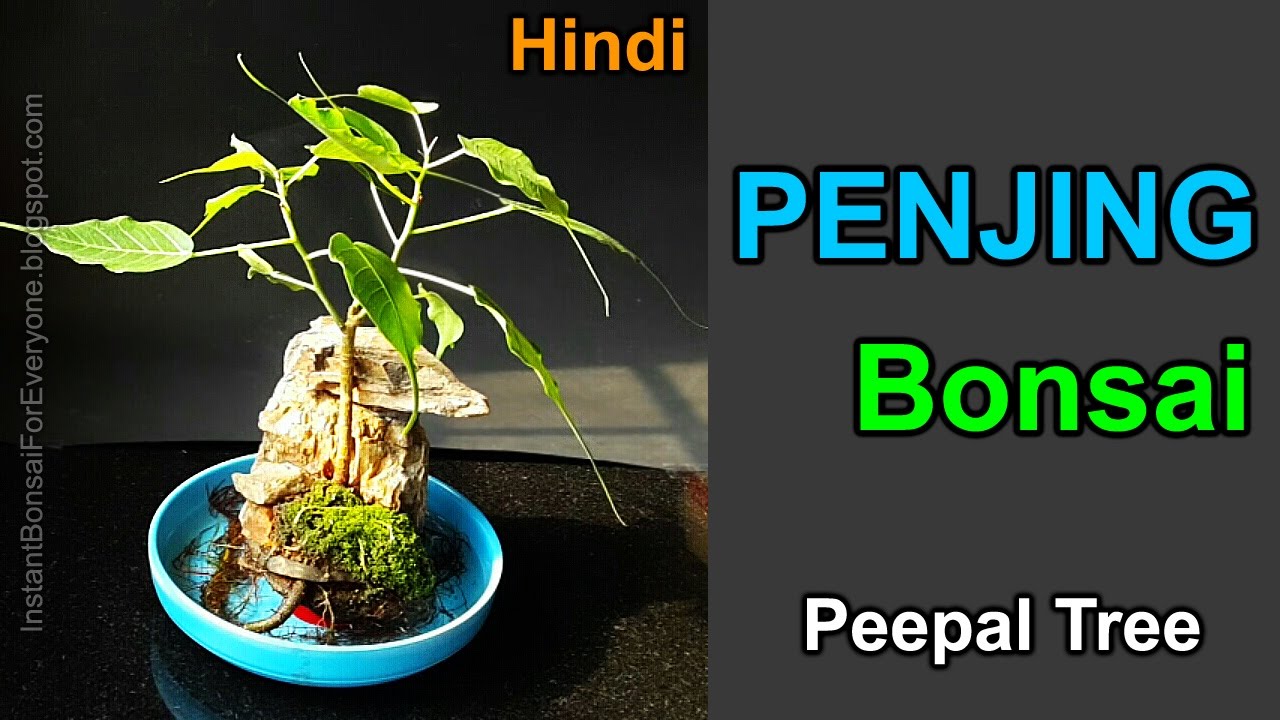 Hindi - Penjing Bonsai With Peepal Tree / Pipal Ka Ped - Youtube