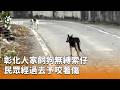 台灣犬咬人事件