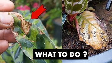 This is why your Calathea plant leaves turning brown