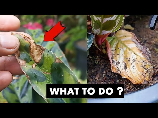 This is why your Calathea plant leaves turning brown - YouTube