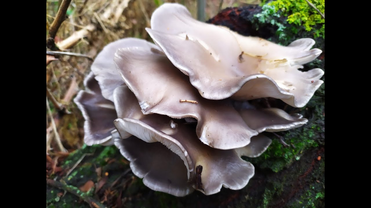 TEMPORADA de SETAS "Ver para creer..." 🍄🍄🍄 con Germanalways | AlwaysPatti | Steve maister & Royectus