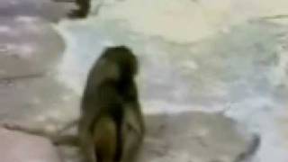 Monkey Scared of Reflection