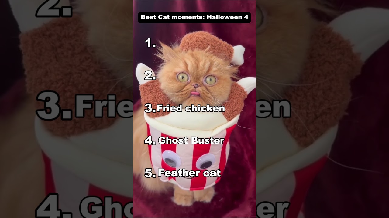 Best cat moments: Halloween Edition 4!  