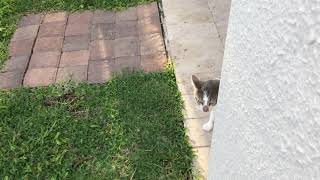 Spying On Muzza Funny