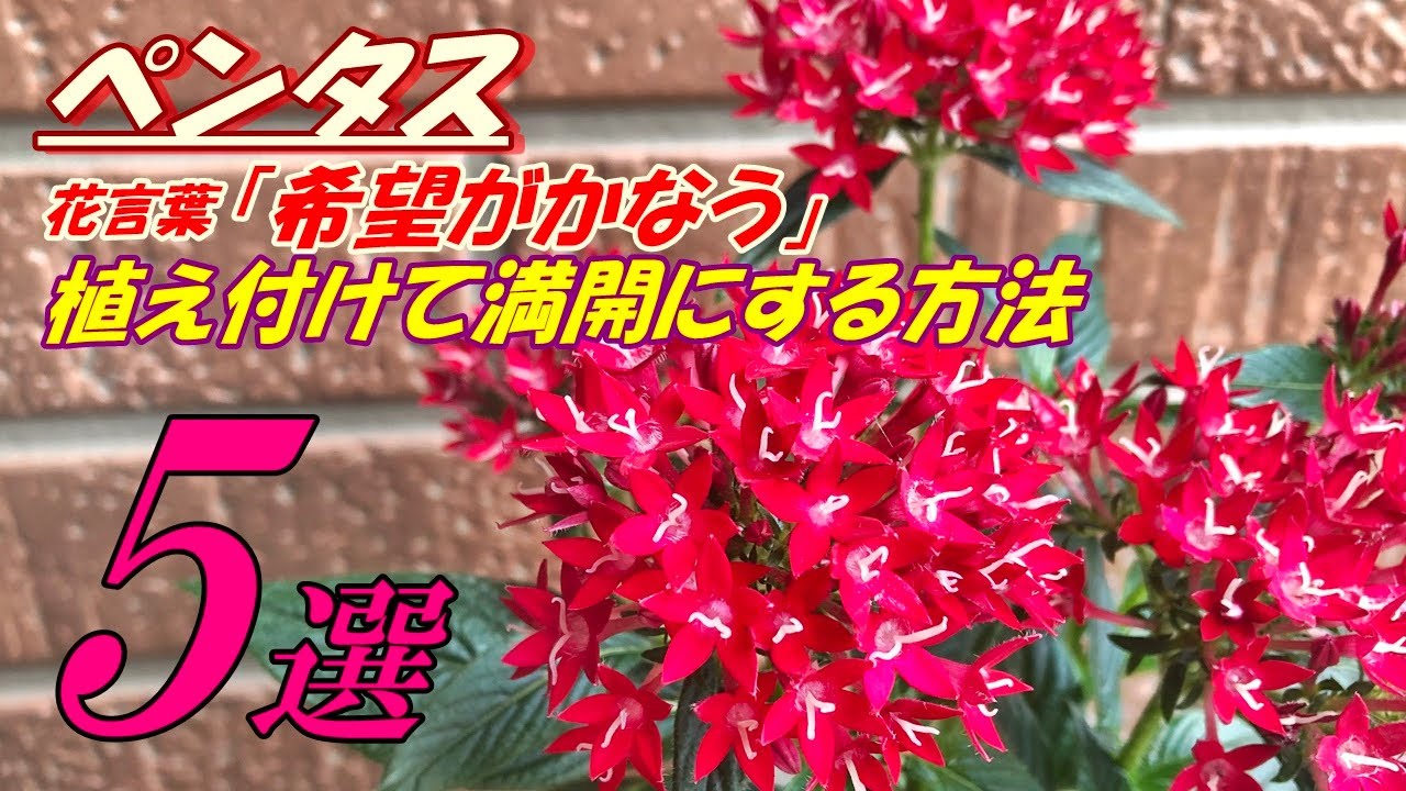 Flowers] How to grow and plant Pentas - YouTube