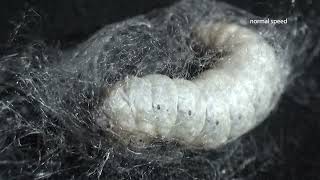 Silkworm Moth (Bombyx mori) Caterpillar Making Cocoon