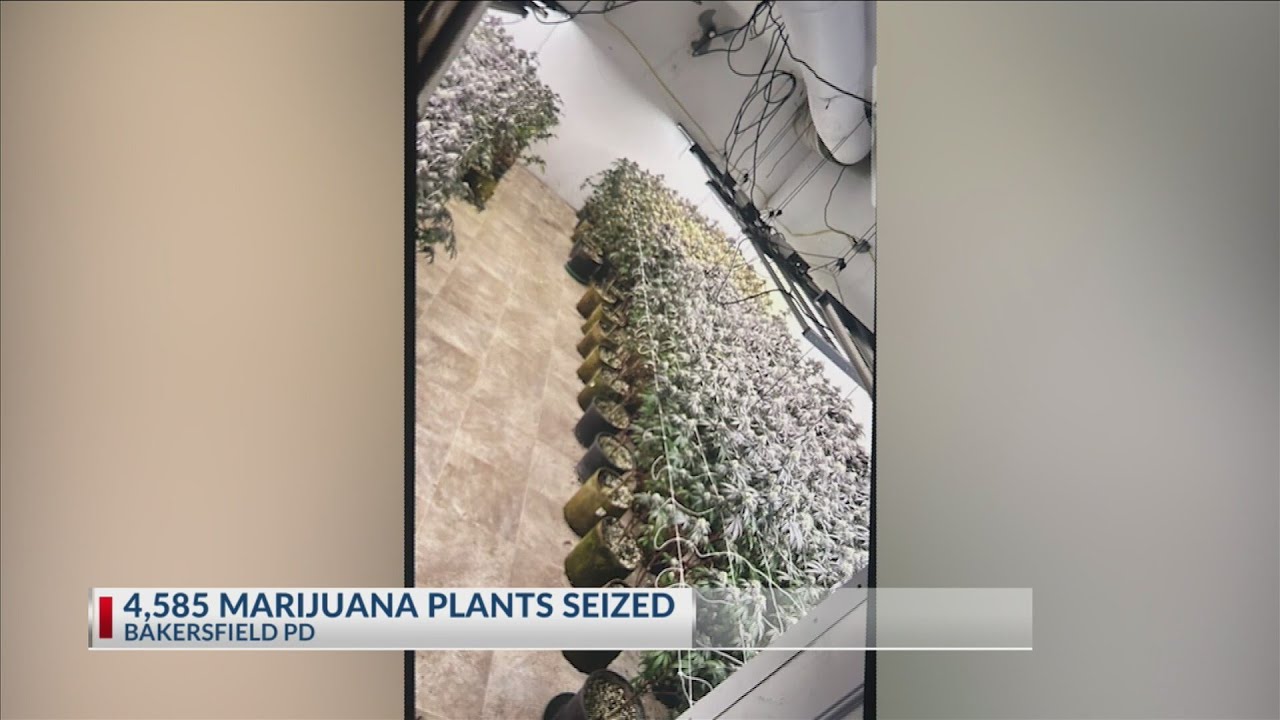 Over 4 thousand marijuana plants seized by Bakersfield PD