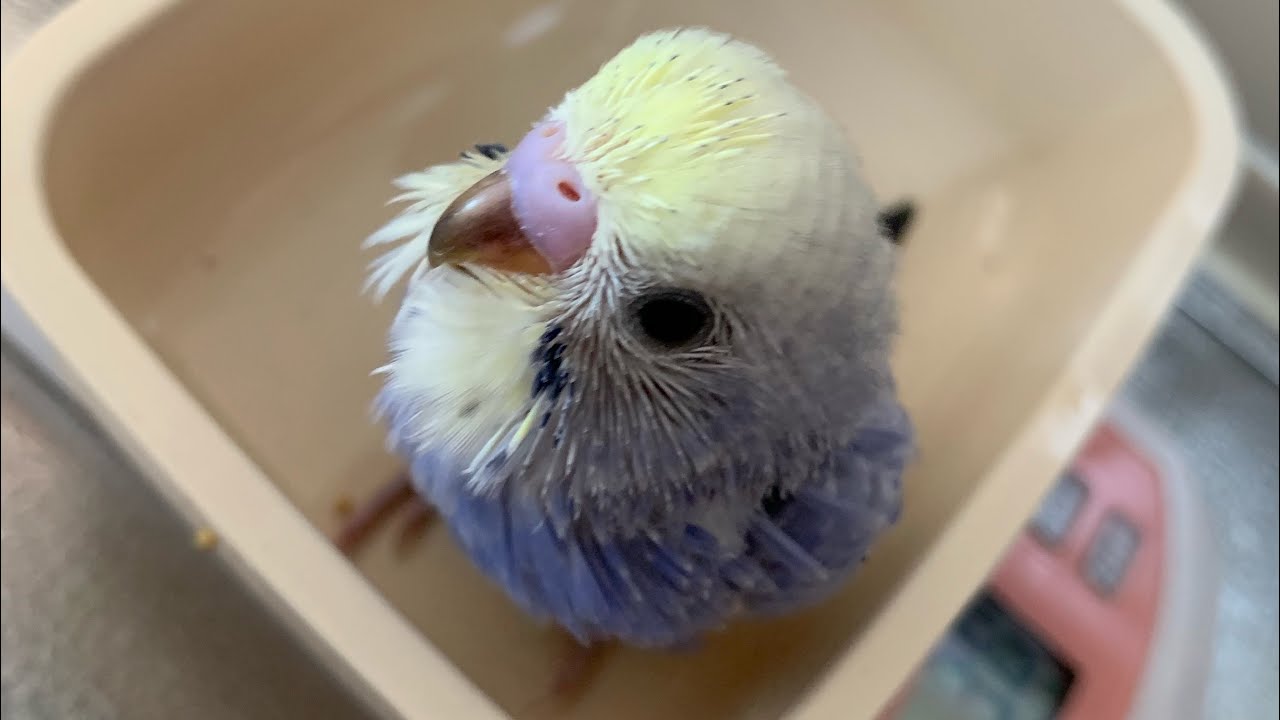 セキセイインコ パステルレインボー 雛 お迎え Youtube