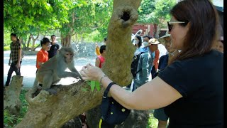 Monkeys and Tourists