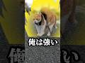 柴犬にイキリ倒してスーパーサイヤ人みたいになる猫#元野良猫チャチャ #猫武将 #ねこ #ネコ #猫 #cat