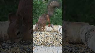 Белочка снова пришла к нам 🐿️ | 4K