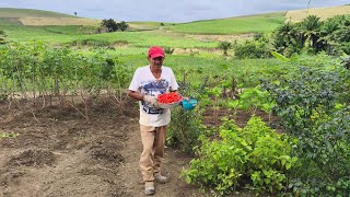 ARRUMANDO A CHAMINÉ AGORA ESTÁ PRONTA