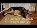 How a German Shepherd and a Kitten Became Best Friends (Part 2)