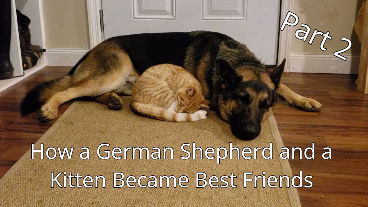 can german shepherds get along with cats