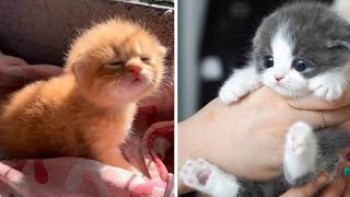 Having a bad day? These adorable kittens will make you smile | Part 37