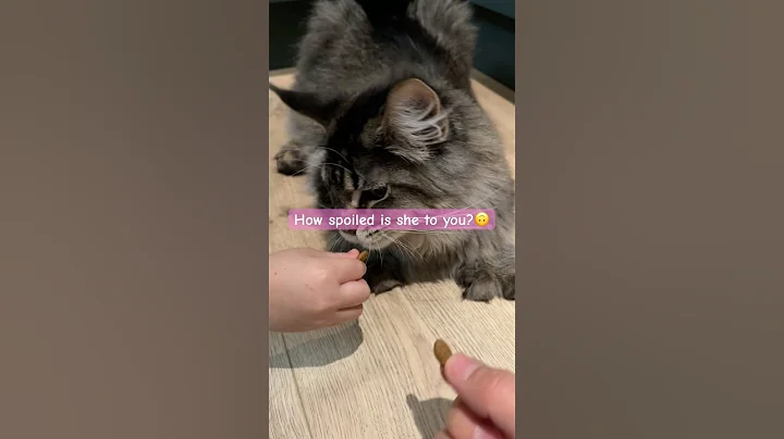 Video 11591331: food cat mainecoon, mainecoon big cat, fun mainecoon, cats catfood