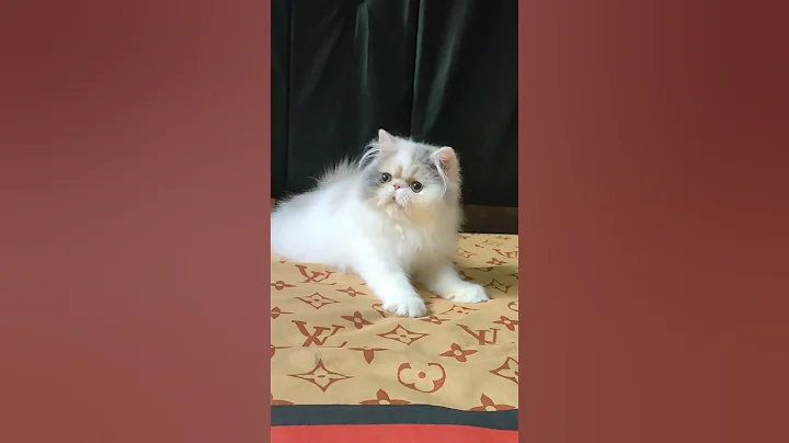 Video 4716021: persian kitten bathing