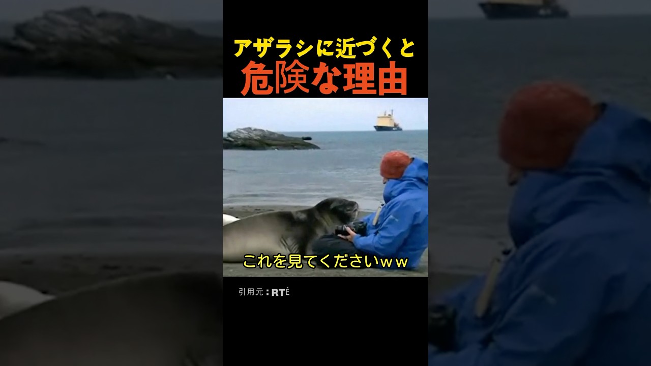 アザラシに近づくと危険な理由