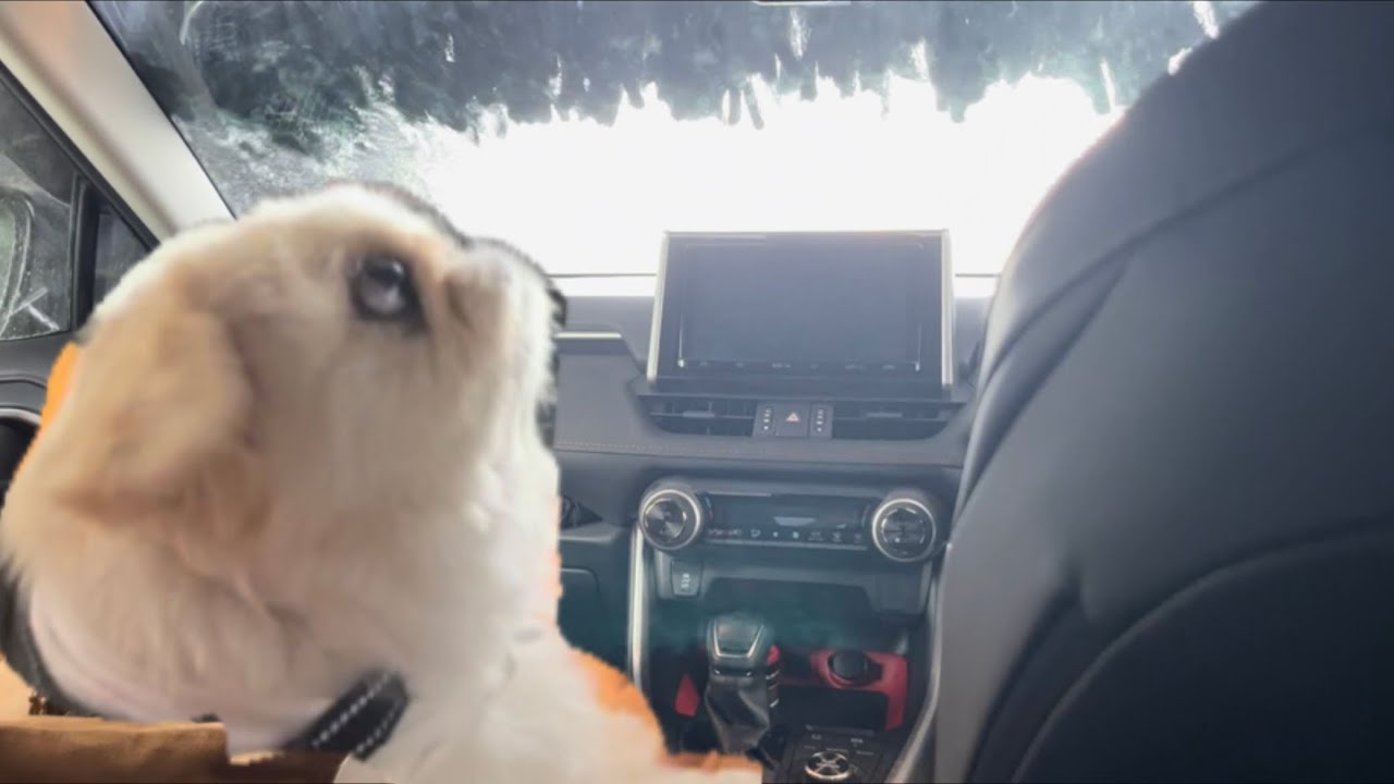 初めて洗車を体験したペキの反応が意外すぎましたｗ