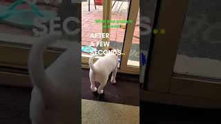 Problem-Solving Activity For A 2 Month Old Jack Russell