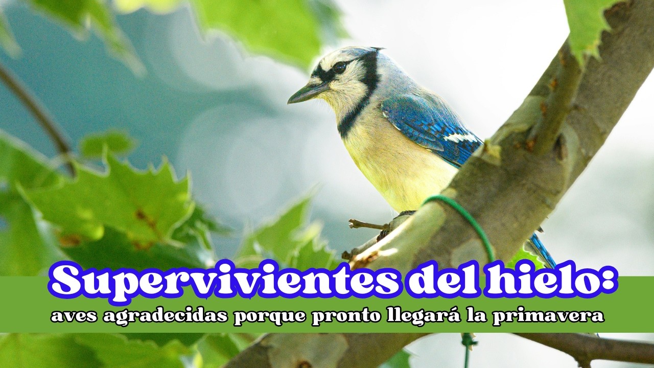 Supervivientes del hielo: aves agradecidas porque pronto llegará  la primavera   #primavera2026