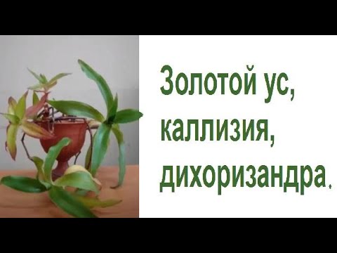 Золотой ус, каллизия, дихоризандра ---  полезное растение.  Уход, выращивание и полезные свойства.