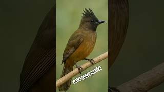 Javan Straw-headed Bulbul (Pycnonotus zeylanicus javanicus) – The Endangered Songbird of Java