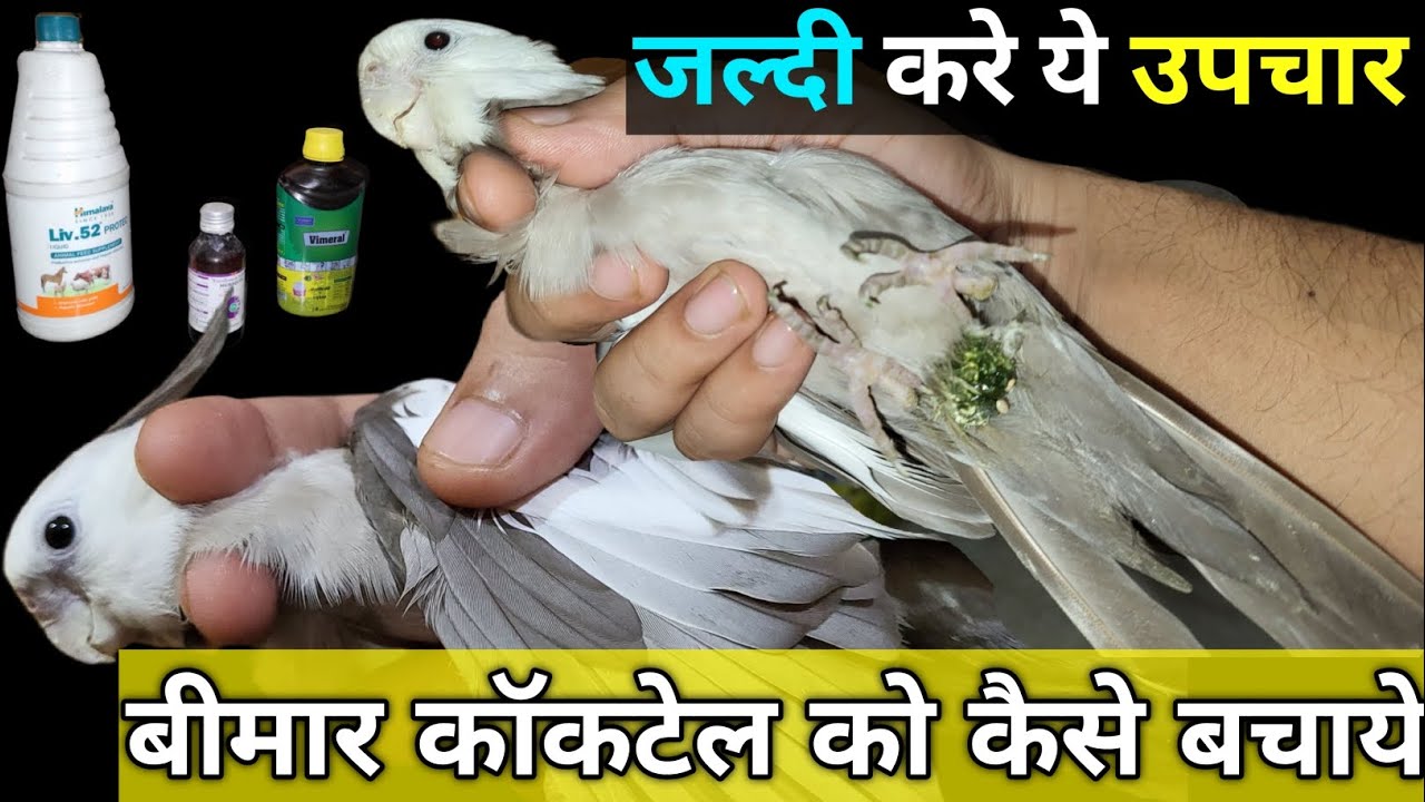 Market Bird Problem Low Price Alwes have Problems . - YouTube