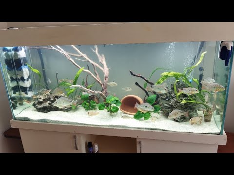 Akvaryum Kurulumu (450 Litre Geophagus)