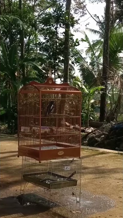 KACER BULU BARU PERDANA JEMUR. #kacer #kacergacor #kacermania #kacerjuara #kacerbulubaru