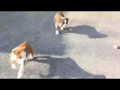 Regalo Cuccioli Di Boxer Femmina E Maschio Youtube