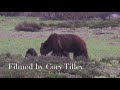 Grizzly 399 with her 4 cubs in Grand Teton National Park