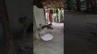 Indigenous Technical Knowledge (ITK) #itk #agriculture #paddyprocessing #shortvideo