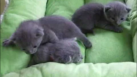 Video 1287281: russian blue cattery, russian blue kitten