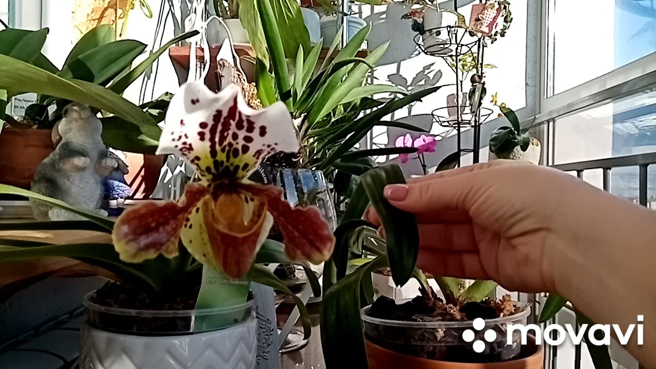 Наконец-то расцвел мой 