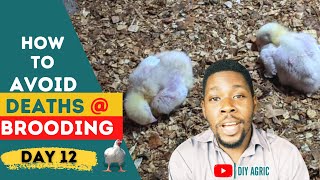 Avoiding Mortality During Brooding | Broiler Brooding Management (Day 12)