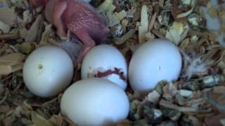 Budgie Breeding Journal - Pair C - The Conclusion by AllAboutBudgies 13,681 views 8 years ago 7 minutes, 39 seconds