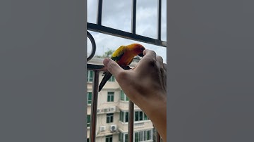 How to grab your bird in a correct way? #sunconure